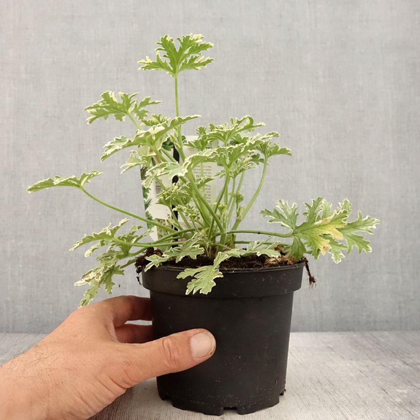 Pelargonium graveolens 'Lady Plymouth' 1.5L/2L pot sample as delivered in spring