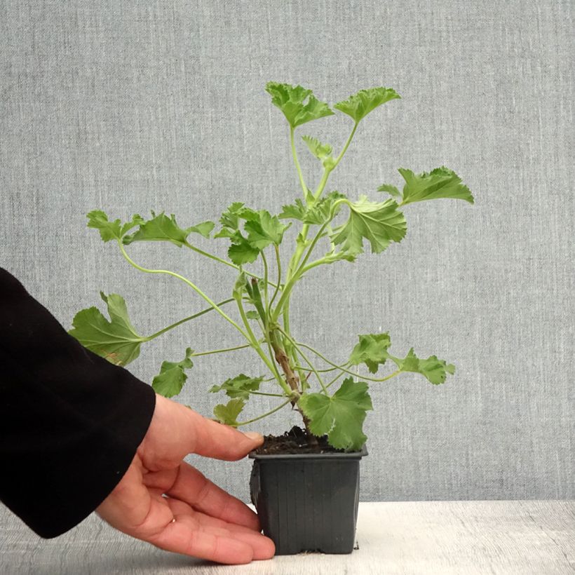 Pelargonium capitatum Pink Capricorn 8/9 cm pot sample as delivered in spring