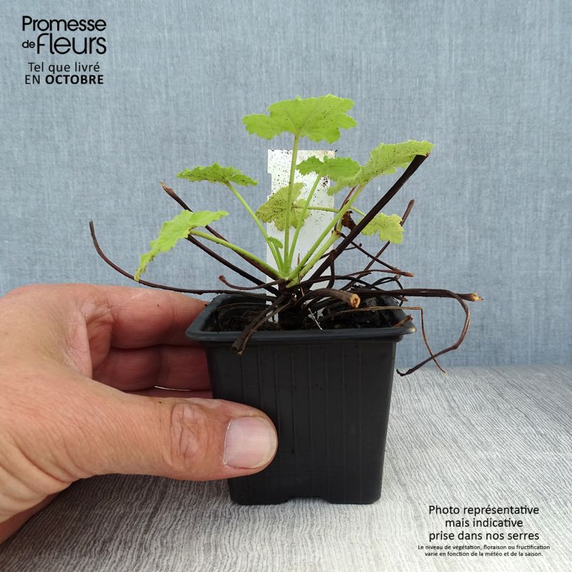 Pelargonium pseudoglutinosum 8/9 cm pot sample as delivered in autumn