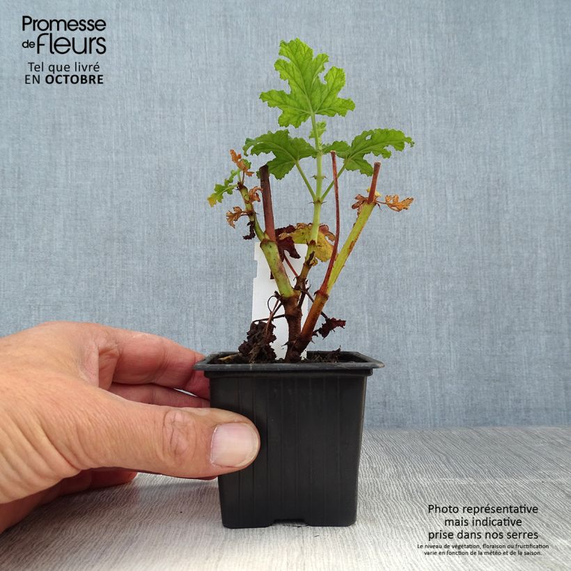 Pelargonium quercifolium Royal Oak 8/9 cm pot sample as delivered in autumn