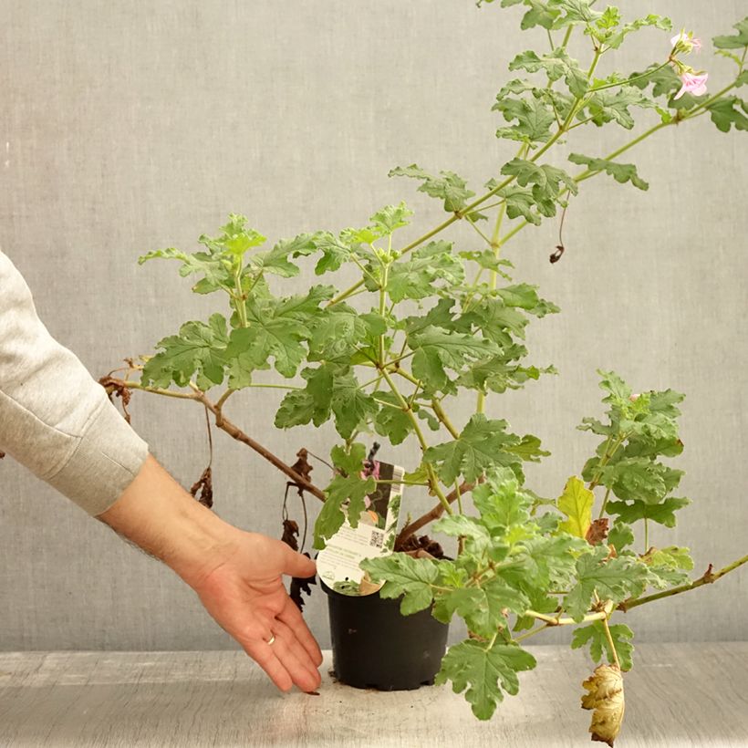 Pelargonium quercifolium Royal Oak 1.5L/2L pot sample as delivered in autumn