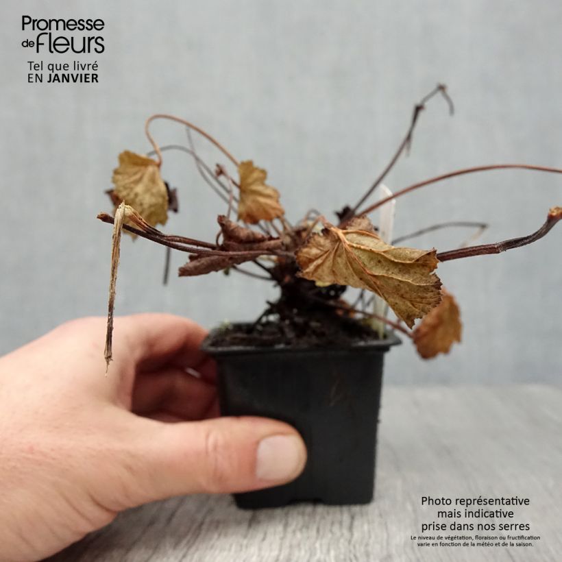 Pelargonium odoratissimum 8/9 cm pot sample as delivered in winter