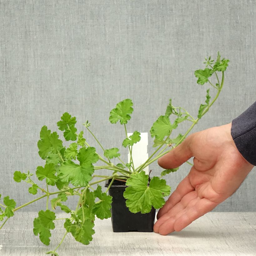Pelargonium odoratissimum 8/9 cm pot sample as delivered in spring