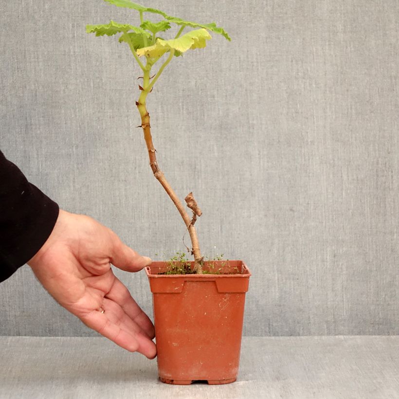 Pelargonium papilionaceum  1L/1.5L pot sample as delivered in autumn