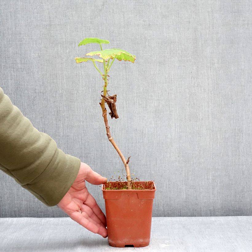 Pelargonium papilionaceum  1L/1.5L pot sample as delivered in winter