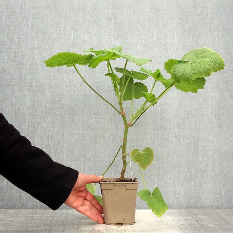 Pelargonium papilionaceum  1L/1.5L pot sample as delivered in spring