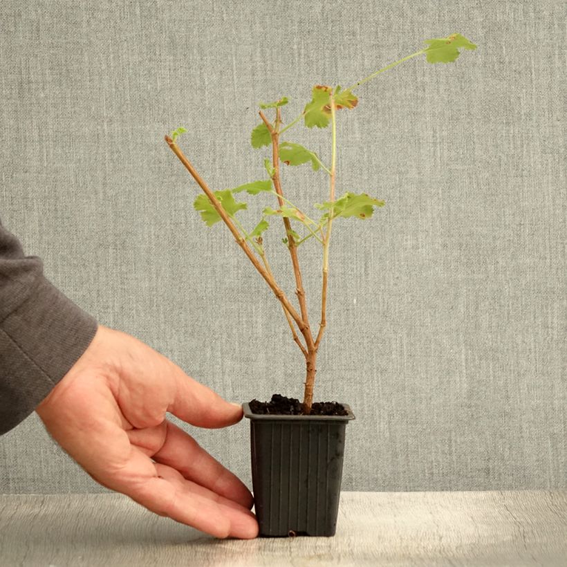Pelargonium crispum Prince Rupert 7/8 cm pot sample as delivered in summer