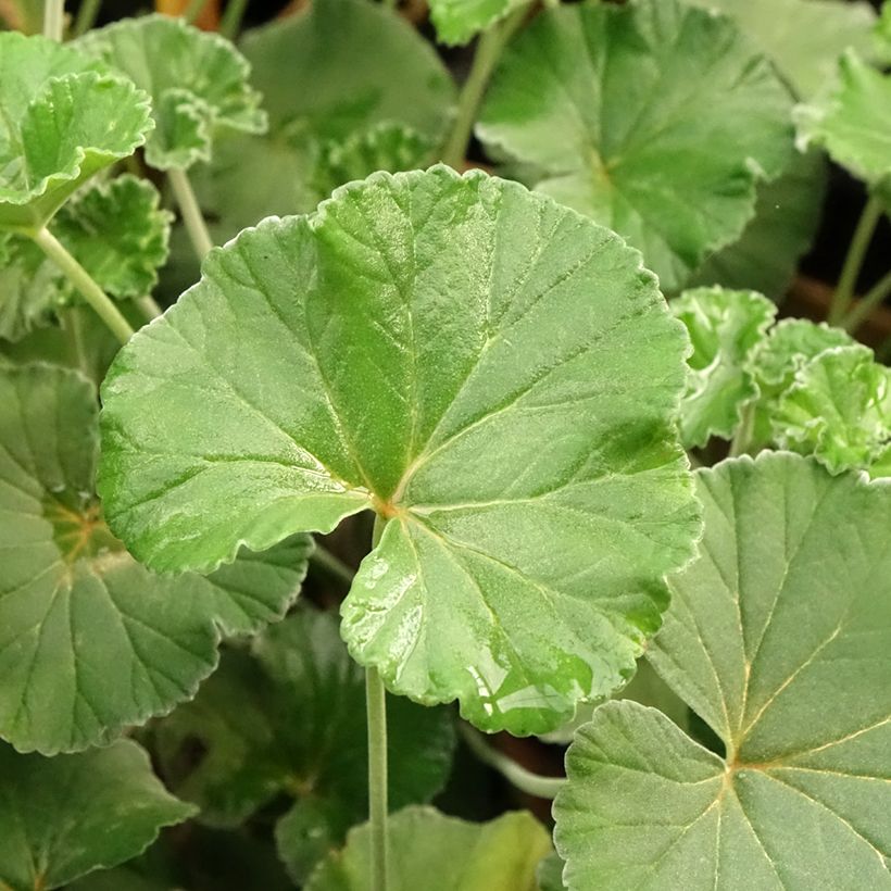 Pelargonium sidoides (Foliage)