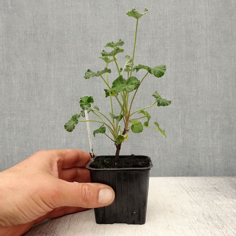 Pelargonium sidoides  8/9 cm pot sample as delivered in spring