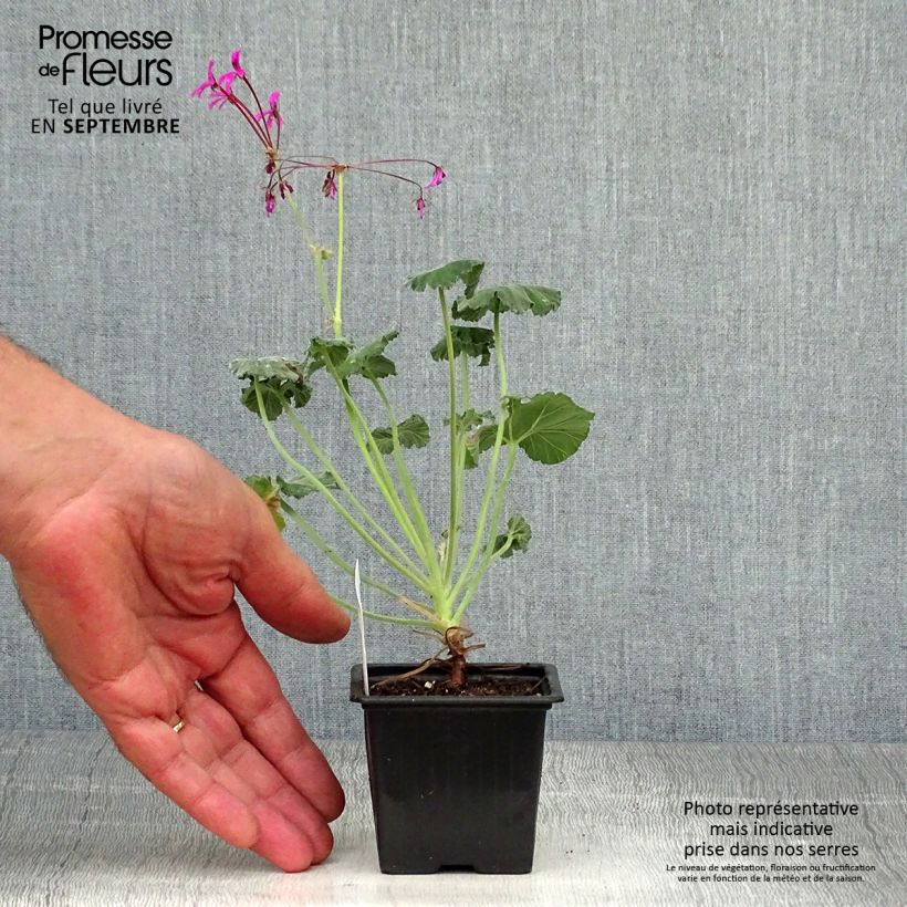 Pelargonium reniforme 8/9 cm pot sample as delivered in autumn