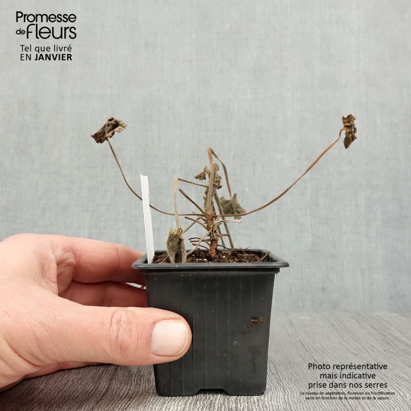 Pelargonium reniforme 8/9 cm pot sample as delivered in winter