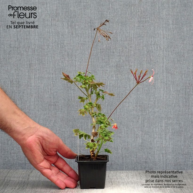Pelargonium Stella Bird Dancer 8/9 cm pot sample as delivered in autumn