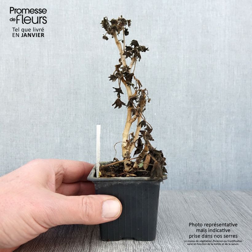 Pelargonium Stella Bird Dancer 8/9 cm pot sample as delivered in winter