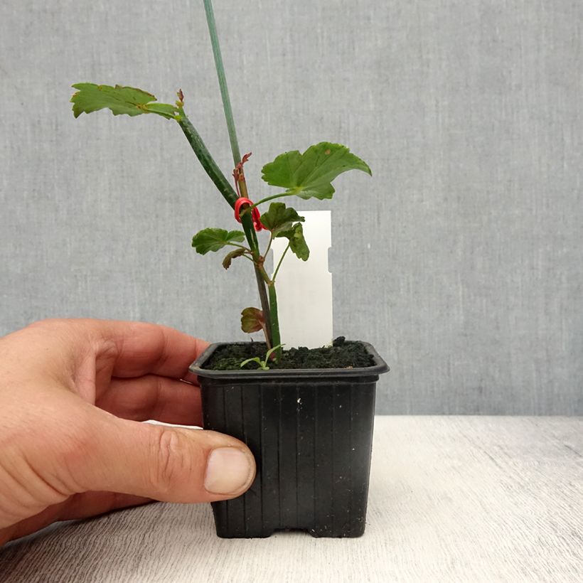 Pelargonium tetragonum 8/9 cm pot sample as delivered in spring