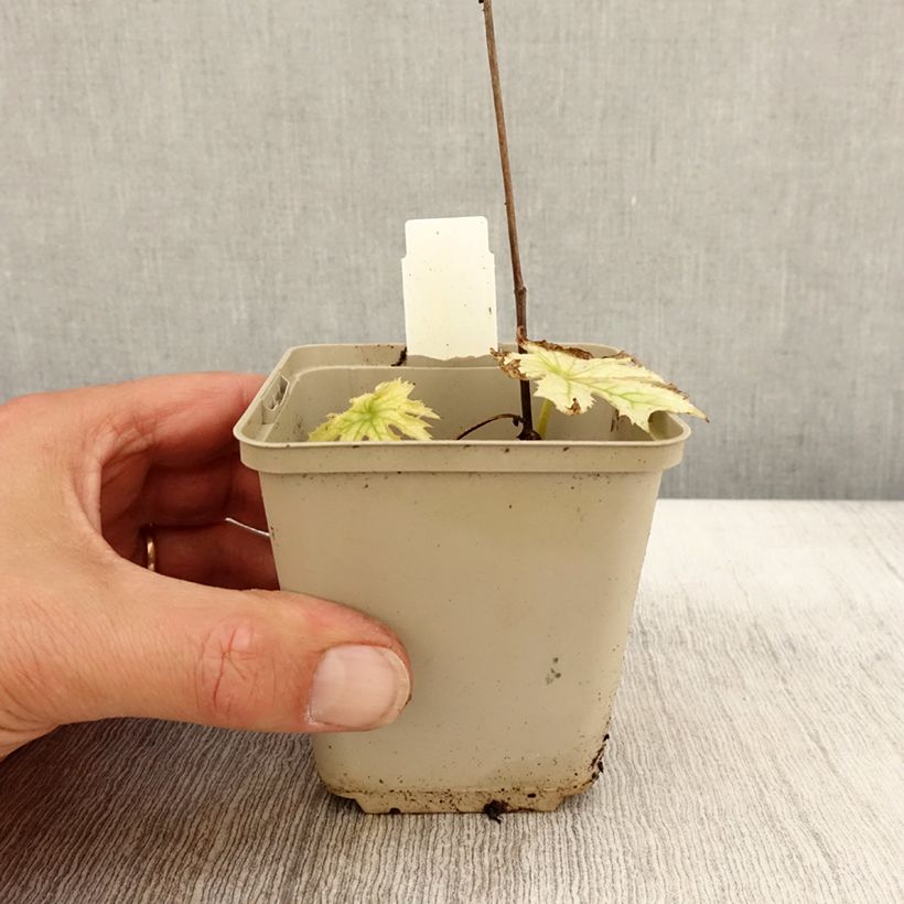 Peltoboykinia watanabei 8/9 cm pot sample as delivered in autumn