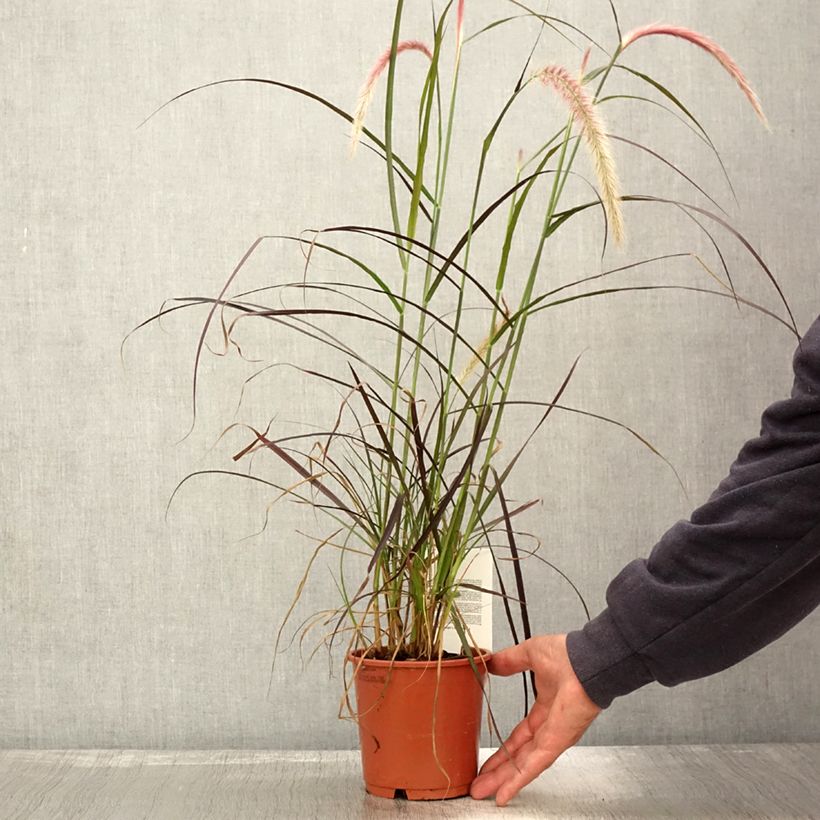Pennisetum advena Rubrum - Purple Fountain Grass 1L/1.5L pot sample as delivered in autumn