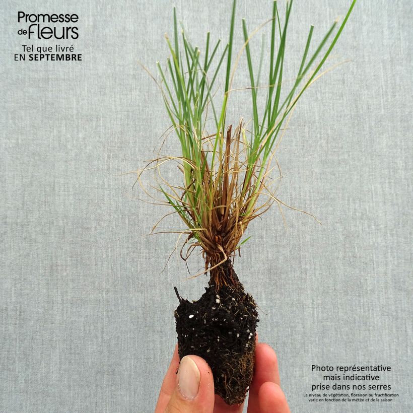 Pennisetum alopecuroïdes Little Bunny - Chinese Fountain Grass Plug plant 3/4cm sample as delivered in autumn