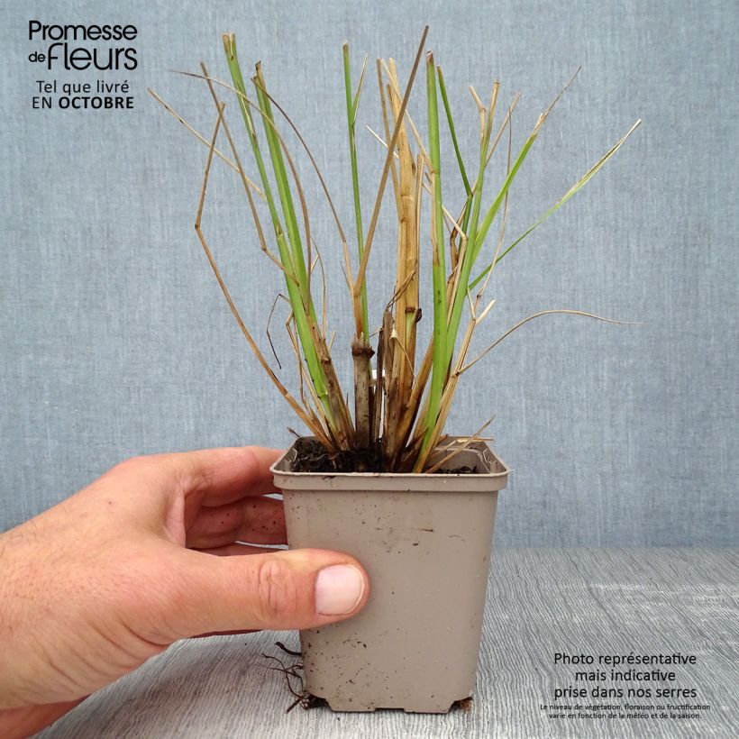 Pennisetum alopecuroïdes Black Beauty - Chinese Fountain Grass 8/9 cm pot sample as delivered in autumn