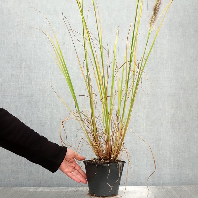 Pennisetum alopecuroïdes Black Beauty - Chinese Fountain Grass 2L/3L pot sample as delivered in autumn
