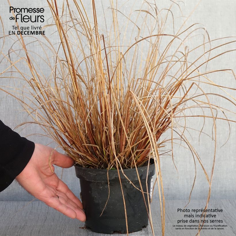 Pennisetum alopecuroïdes Cassian 2L/3L pot sample as delivered in autumn