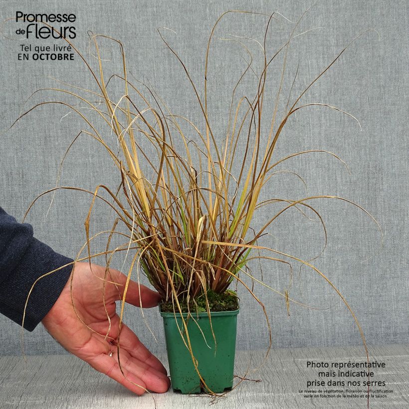 Pennisetum alopecuroïdes Cassian 8/9 cm pot sample as delivered in autumn