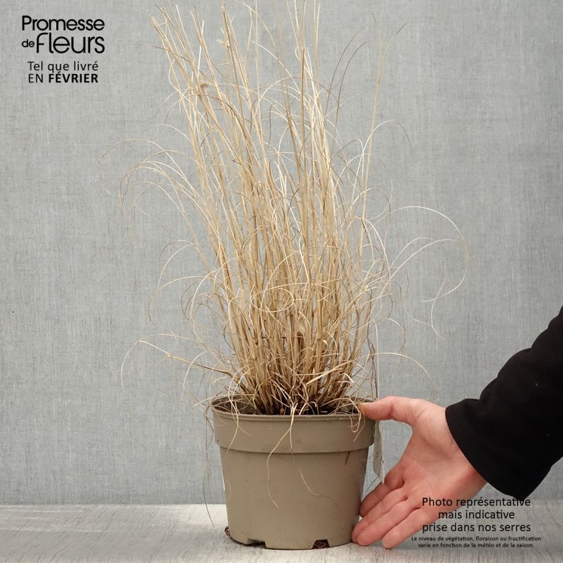 Pennisetum alopecuroides Gelbstiel - Chinese Fountain Grass 2L/3L pot sample as delivered in winter