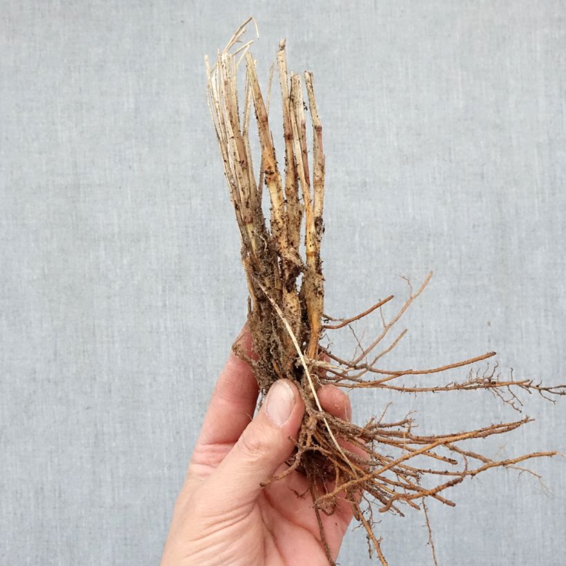 Pennisetum alopecuroides Gelbstiel - Chinese Fountain Grass Bare root sample as delivered in winter