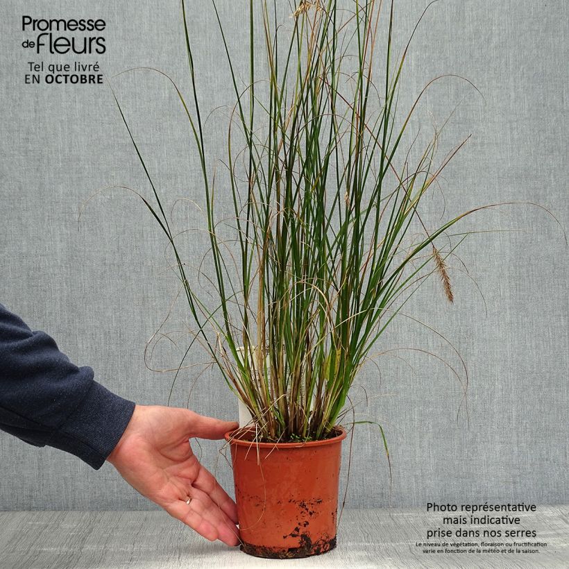 Pennisetum alopecuroides Hameln - Chinese Fountain Grass 1L/1.5L pot sample as delivered in autumn