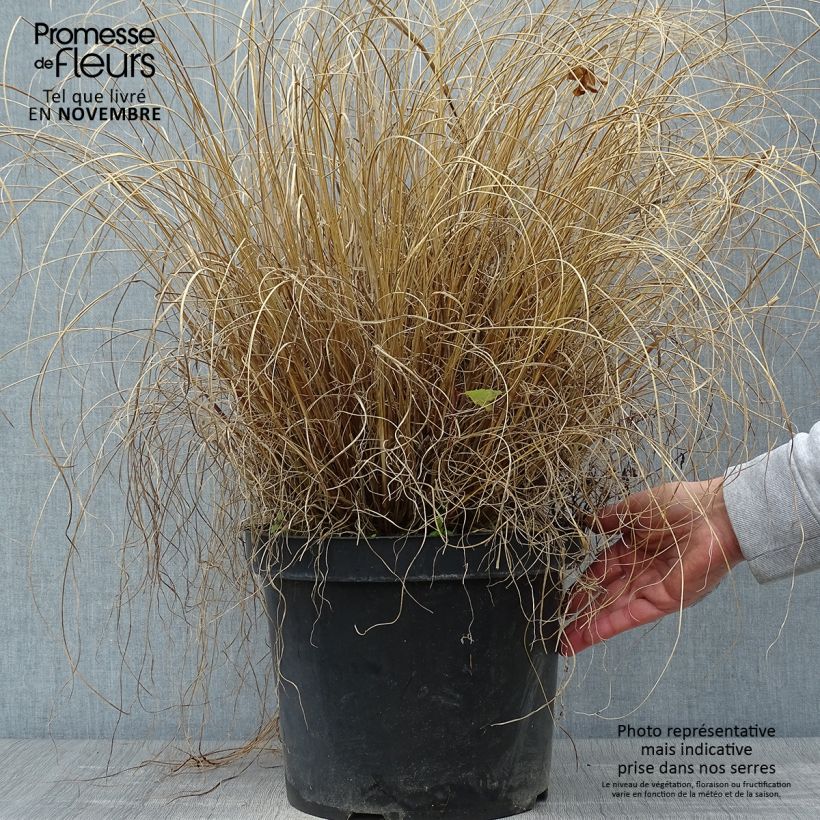 Pennisetum alopecuroides Hameln - Chinese Fountain Grass 7.5L/10L pot sample as delivered in autumn