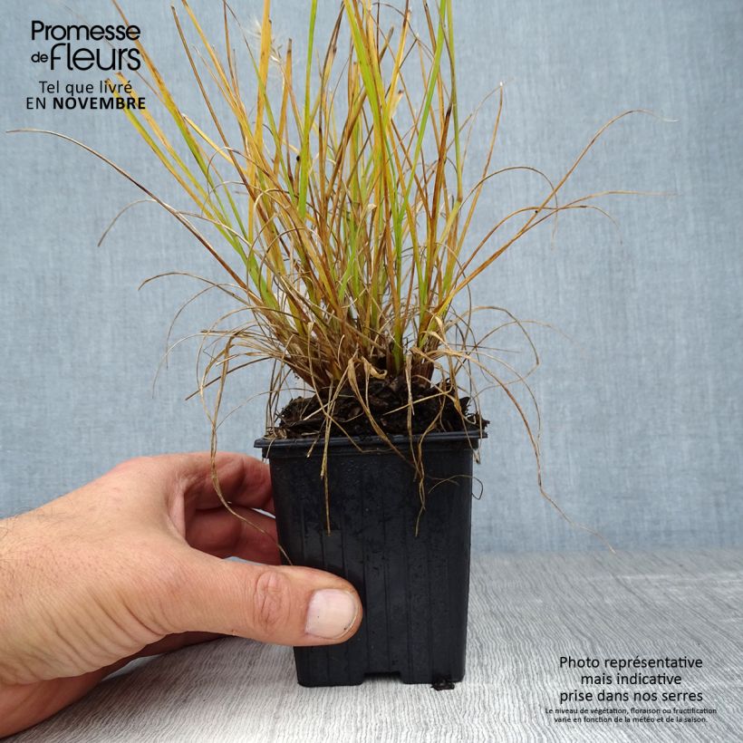 Pennisetum alopecuroïdes Hameln Gold - Chinese Fountain Grass 8/9 cm pot sample as delivered in autumn