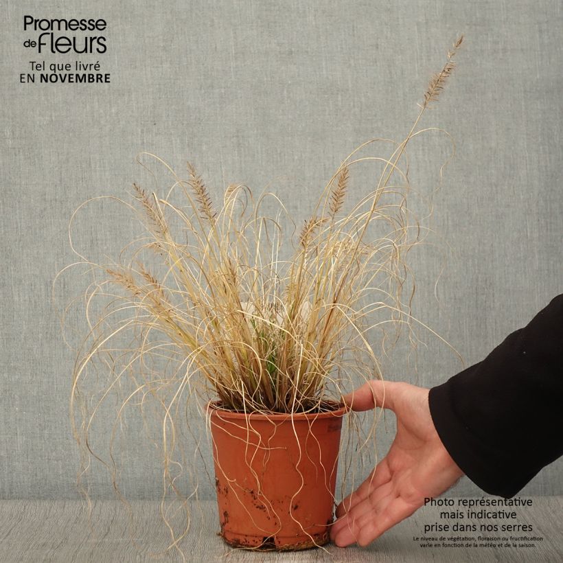 Pennisetum alopecuroïdes Hameln Gold - Chinese Fountain Grass 1L/1.5L pot sample as delivered in autumn