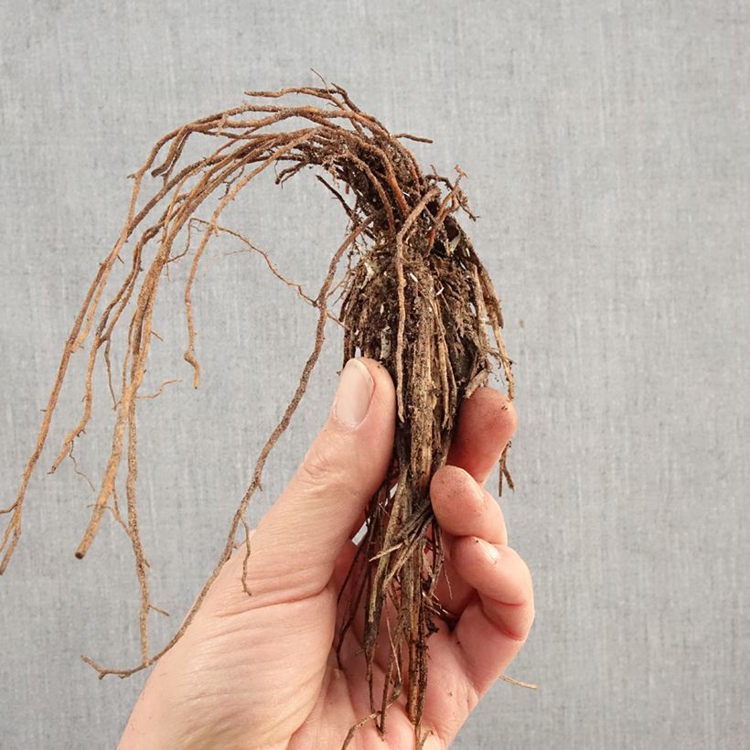 Pennisetum alopecuroides Hameln - Chinese Fountain Grass Bare root sample as delivered in winter