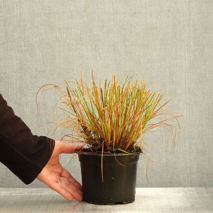 Pennisetum alopecuroides Hameln - Chinese Fountain Grass 2L/3L pot sample as delivered in autumn