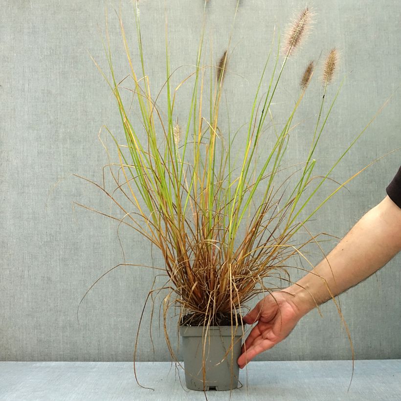 Pennisetum alopecuroides Herbstzauber - Chinese Fountain Grass 2L/3L pot sample as delivered in autumn
