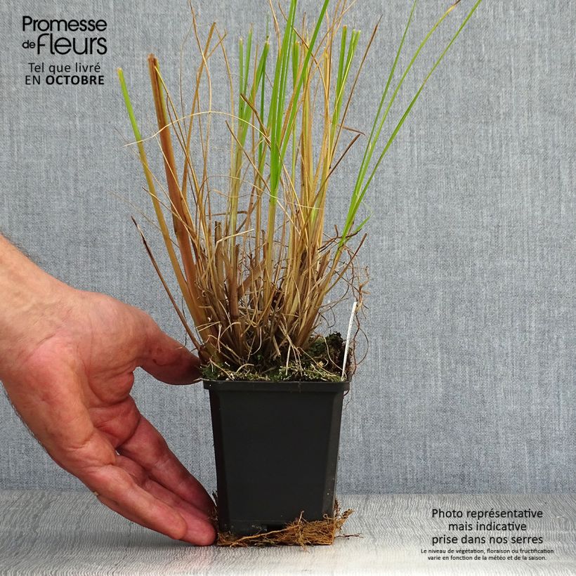 Pennisetum alopecuroïdes Japonicum - Chinese Fountain Grass 8/9 cm pot sample as delivered in autumn