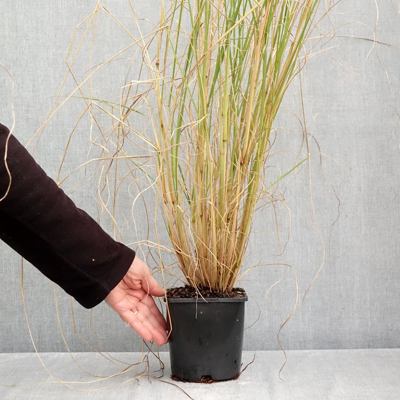 Pennisetum alopecuroïdes Japonicum - Chinese Fountain Grass 2L/3L pot sample as delivered in autumn