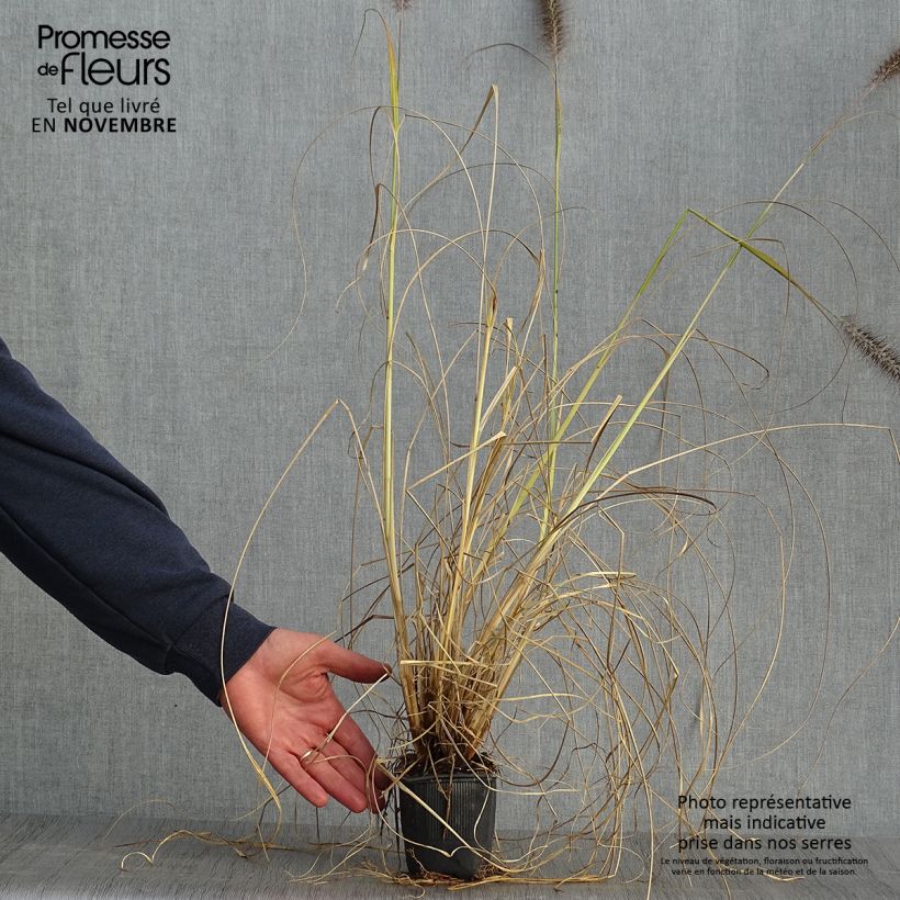 Pennisetum alopecuroïdes Lepage Gold - Chinese Fountain Grass 8/9 cm pot sample as delivered in autumn