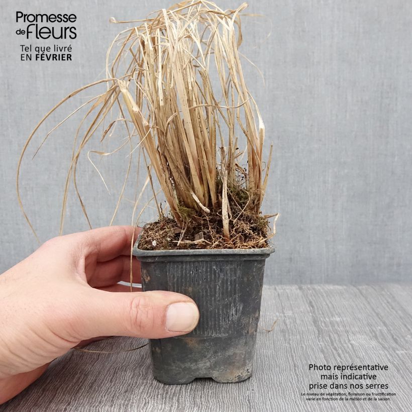Pennisetum alopecuroïdes Lepage Gold - Chinese Fountain Grass 8/9 cm pot sample as delivered in winter