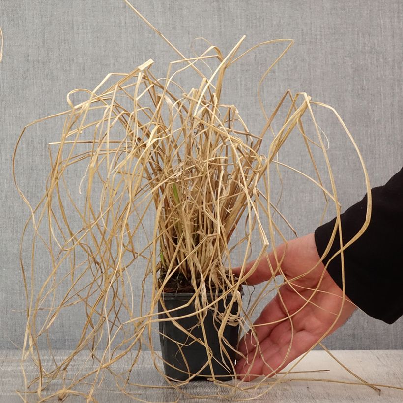 Pennisetum alopecuroïdes Lepage Gold - Chinese Fountain Grass 8/9 cm pot sample as delivered in spring