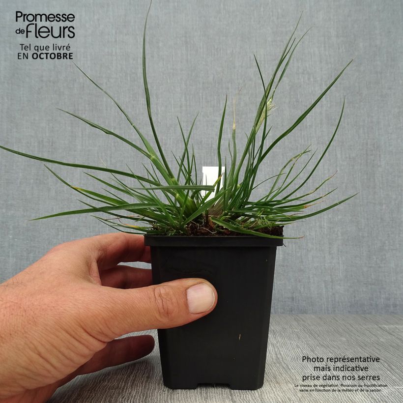 Pennisetum alopecuroïdes Little Bunny - Chinese Fountain Grass 8/9 cm pot sample as delivered in autumn