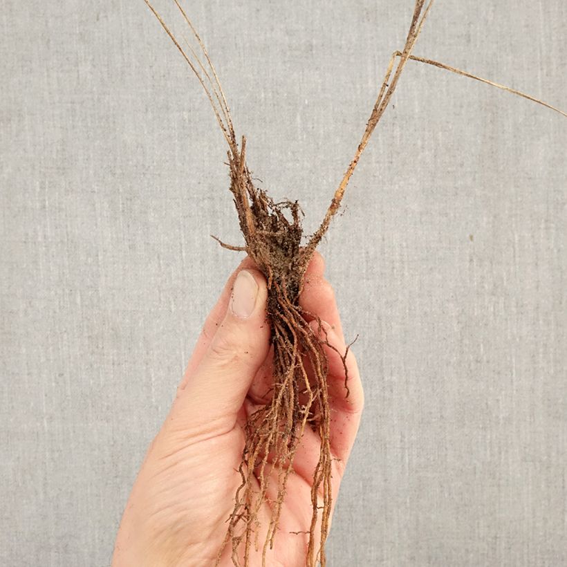 Pennisetum alopecuroïdes Little Bunny - Chinese Fountain Grass Bare root sample as delivered in winter