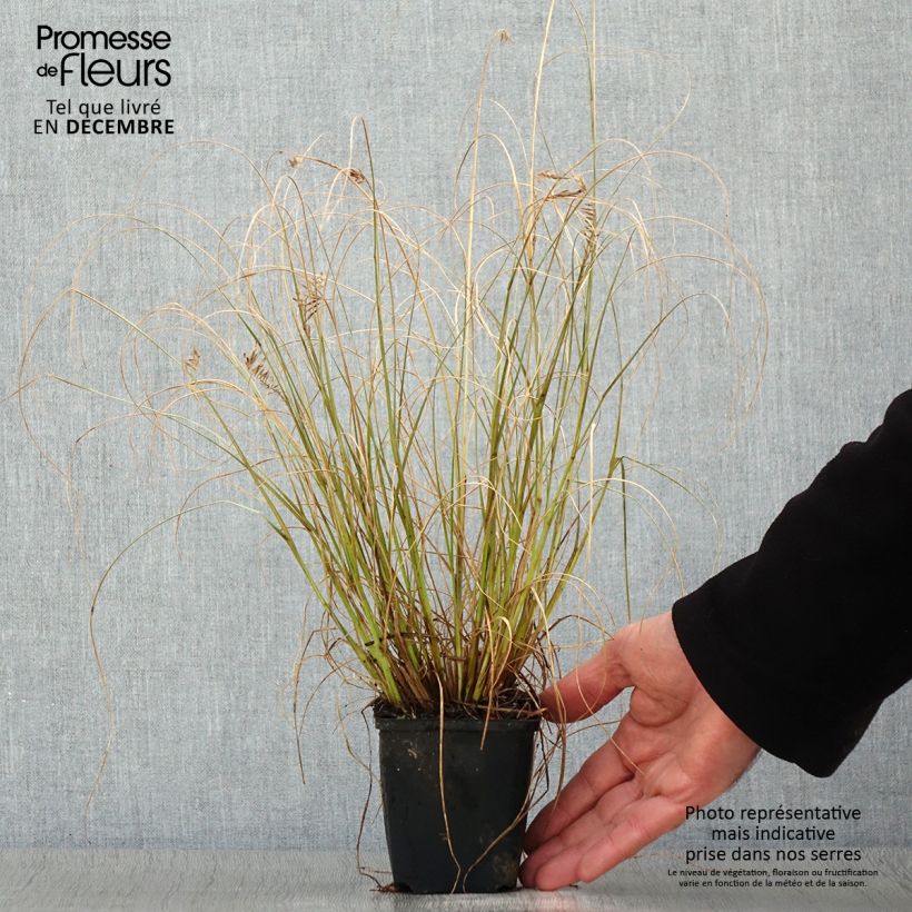 Pennisetum alopecuroides Lumen Gold - Chinese Fountain Grass 8/9 cm pot sample as delivered in winter