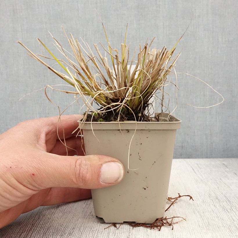 Pennisetum alopecuroides Lumen Gold - Chinese Fountain Grass 8/9 cm pot sample as delivered in spring