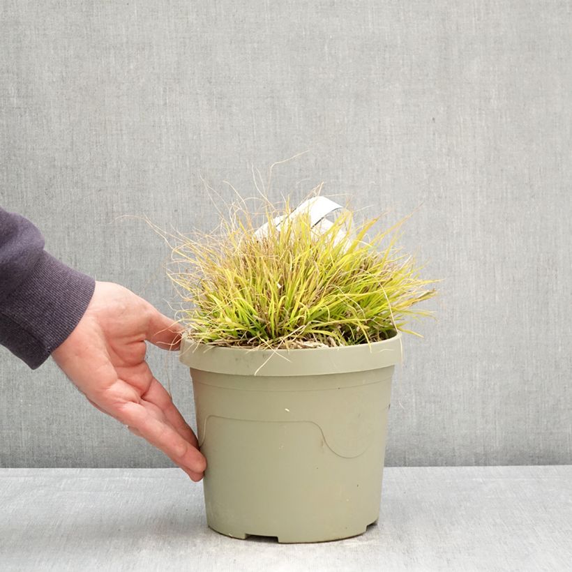 Pennisetum alopecuroides Lumen Gold - Chinese Fountain Grass 3L/4L pot sample as delivered in spring
