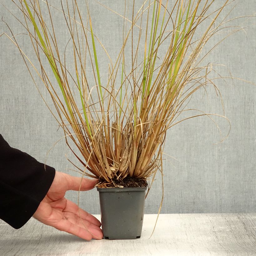 Pennisetum alopecuroïdes Magic 8/9 cm pot sample as delivered in autumn