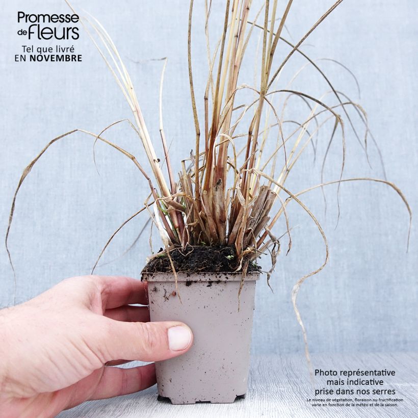 Pennisetum alopecuroïdes National Arboretum - Chinese Fountain Grass 8/9 cm pot sample as delivered in autumn