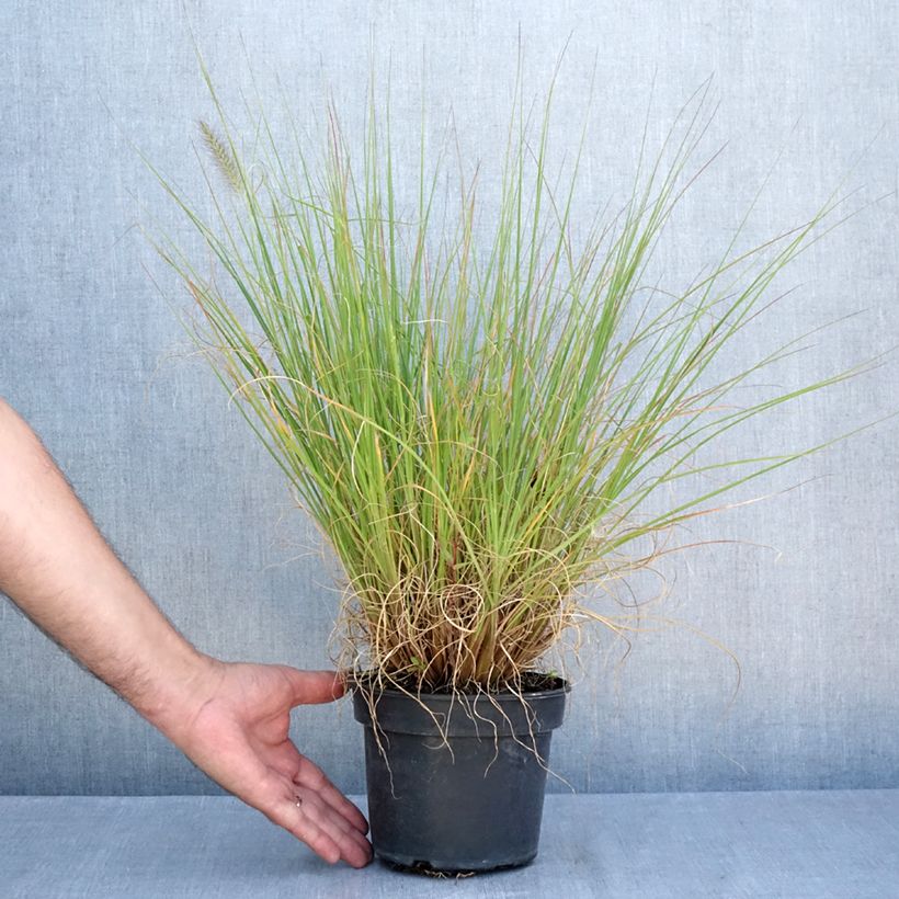 Pennisetum alopecuroïdes National Arboretum - Chinese Fountain Grass 3L/4L pot sample as delivered in summer