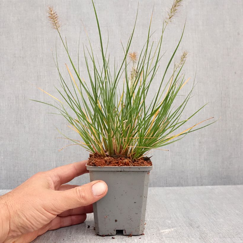 Pennisetum alopecuroïdes Piglet - Chinese Fountain Grass 8/9 cm pot sample as delivered in autumn