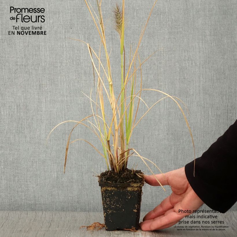 Pennisetum alopecuroïdes 'Red Head' 8/9 cm pot sample as delivered in autumn