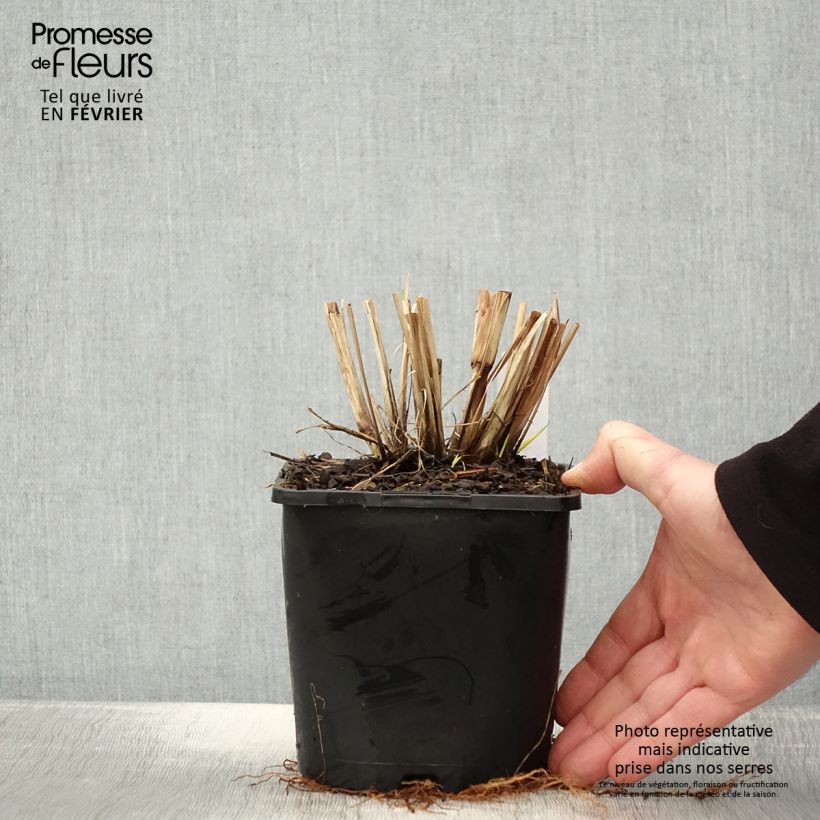Pennisetum alopecuroïdes 'Red Head' 2L/3L pot sample as delivered in winter